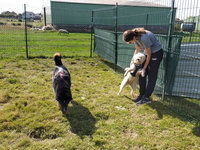 Sorties sur parcours des Chiens